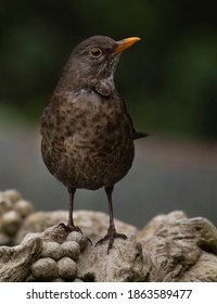 Blackbird In The Garden In Spring