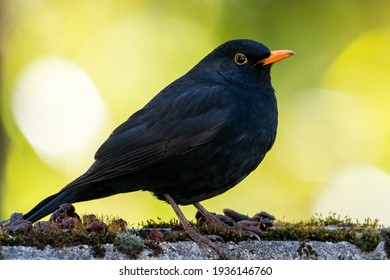 Blackbird with a green background