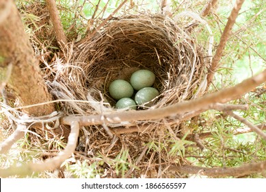 A blackbird has built a nest in the forest. She laid eggs in the nest and raised the chicks.