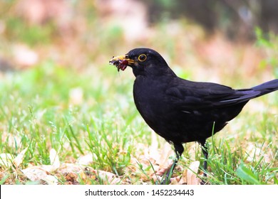 Blackbird Male Bird Observing Eating On Grass. Black Brown Blackbird Songbird Sitting And Eating Insect Larvae And Worms On Garden With Out Of Focus Green Bokeh Background. Bird Wildlife Scene.