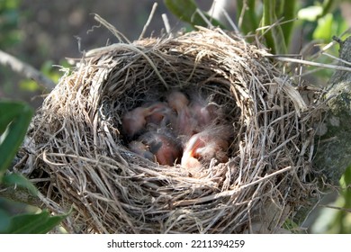 A Blackbird Nest With Birds
