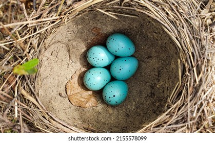A Blackbird Nest With Eggs In It