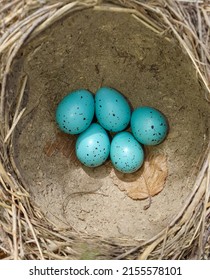 A Blackbird Nest With Eggs In It
