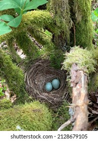 Blackbird Nest With Two Eggs