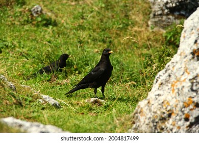Blackbird on a grass in the mountains.