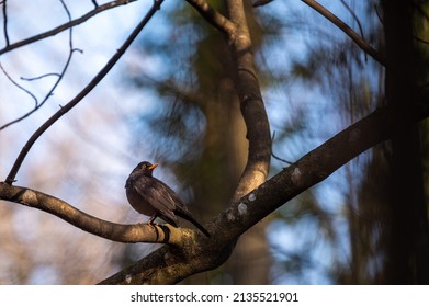 Blackbird on tree branch. Common blackbird. Turdus merula. Eurasian blackbird.