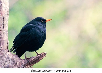 drozd blackbird stock drozd blackbird stock