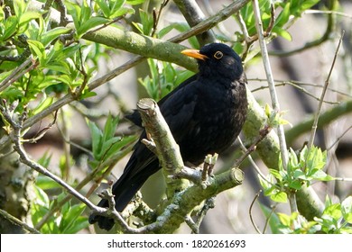 Blackbird Perching In Apple Tree