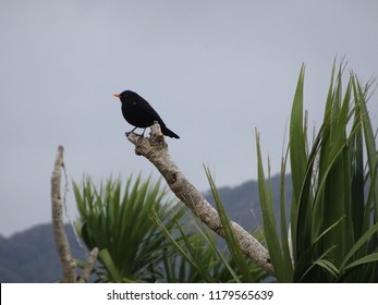 Blackbird perching on cabbage tree branch at Petone beach Wellington harbour New Zealand