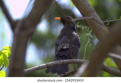 A blackbird perching on a tree branch against a blurred background - Powered by Shutterstock