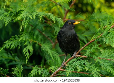 Blackbird, Scientific name: Turdus merula. Close up of an alert male blackbird, facing right  and perching in a green conifer tree.  Leafy blurred background. Horizontal.  Space for copy.
