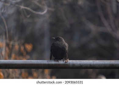 The blackbird sits on the pipe. Blackbird female.