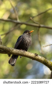 Blackbird Sits On A Tree Branch In Spring