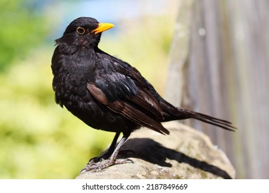 Blackbird Sitting Proudly On A Stone Wall In Whitby, UK.