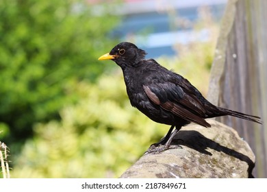 Blackbird Sitting Proudly On A Stone Wall In Whitby, UK.