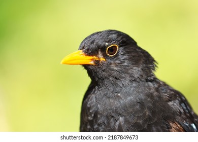 Blackbird Sitting Proudly On A Stone Wall In Whitby, UK.