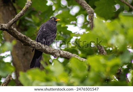 A blackbird sitting in a tree