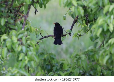 blackbird sitting in tree, leaves around it, closue up