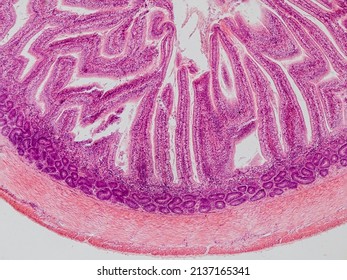 blackbird small intestine cross section under the microscope showing longitudinal muscle, circular muscle, submucosa, mucosa, intestinal villi and lumen - optical microscope x100 magnification