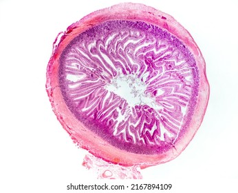 Blackbird Small Intestine Cross Section Under The Microscope Showing Longitudinal Muscle, Circular Muscle, Submucosa, Mucosa, Intestinal Villi And Lumen - Optical Microscope X32 Magnification