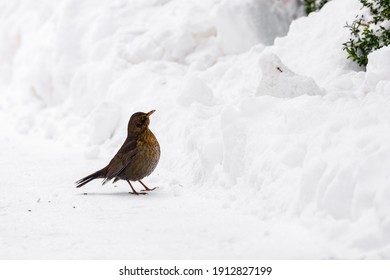 A Blackbird In The Snow