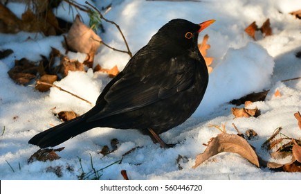 Blackbird In The Snow
