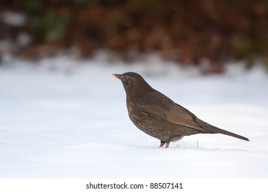 A Blackbird In The Snow