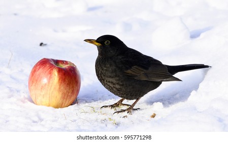 Blackbird In The Snow With An Apple