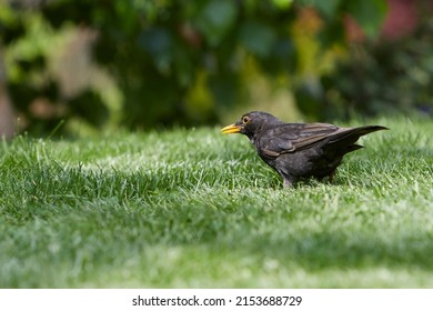 Blackbird Standing In Green Grass, Turdidae