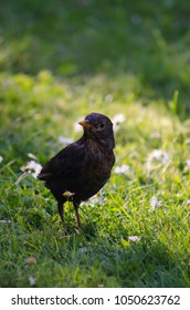 blackbird standing in meadow
