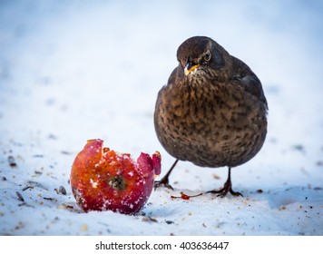 Blackbird Standing Next To Apple