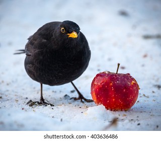 Blackbird Standing Next To Apple