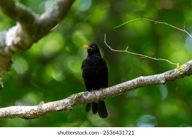 A blackbird stands gracefully on a tree branch, surrounded by fresh green leaves, enjoying the tranquility of a sunlit forest in springtime - Powered by Shutterstock