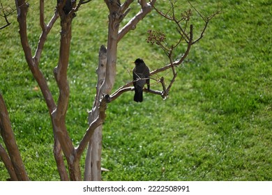 Blackbird In The Tree In The Garden