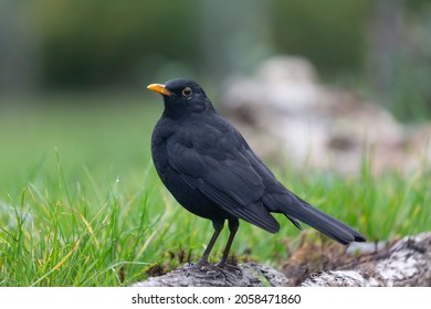 Blackbird Turdus merula in close view