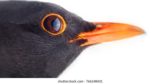 Blackbird (Turdus merula, male) is one of best world singer. Le ballet de la Merlaison. Mysterious bird of Wallace Stevens - 13 ways to see a Blackbird. Portrait close-up. Isolated on white background