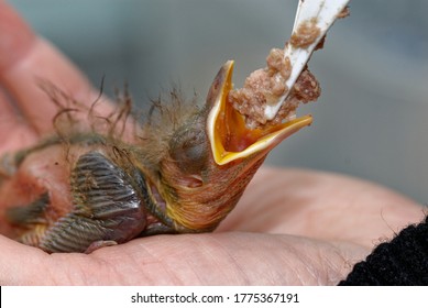 Blackbird, (Turdus merula) Nestling,in hand, being hand fed in care at wildlife rescue centre. - Shutterstock ID 1775367191