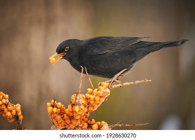 Blackbird, Turdus merula, on orange berries. Close up Eurasian Blackbird, sitting bird, bird in the branch, black bird, europe, czech republic.