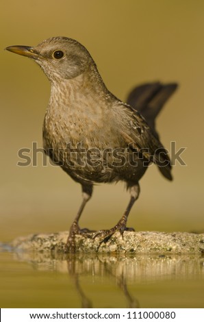 Similar – Image, Stock Photo juvenile starling on lawn