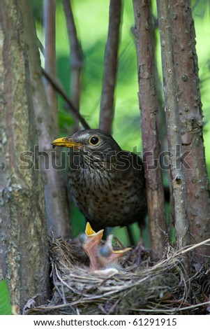 The Blackbird (urdus merula) at a nest with hungry baby birds.