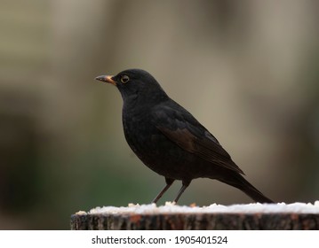 Blackbird In Winter In The Garden