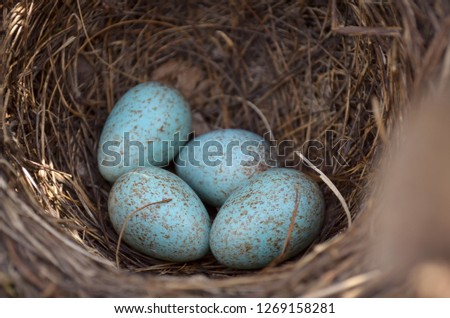 Blackbird's nest (Turdus Merula). Four turquoise speckled eggs in the nest of the Eurasian Blackbird in their natural habitat. Fauna of Ukraine. (Shallow depth of field, close-up).
