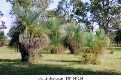 184 Blackboy tree Images, Stock Photos & Vectors | Shutterstock