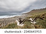 Black-browed albatross, against sunlit clouds; colony; Black-browed, albatross feeding its chick; pre-flight makeover; stepping off rocks; Steeple Jason, Falkland Island