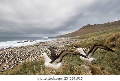 Black-browed albatross, against sunlit clouds; colony; Black-browed, albatross feeding its chick; pre-flight makeover; stepping off rocks; Steeple Jason, Falkland Island - Shutterstock ID 2340641915