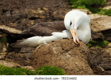 Black-browed Albatross building a nest from mud for a new chick, Falkland islands. - Shutterstock ID 781514602