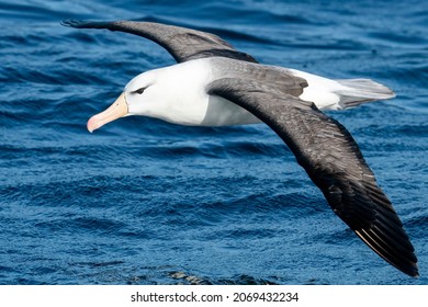 Black-browed Albatross is flying over the Pacific Ocean during a pelagic birding trip on the Humboldt Current