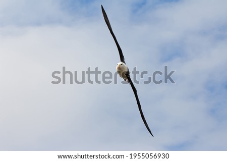 Similar – Image, Stock Photo Swift soaring with fully extended wings against blue sky