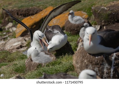 Black-browed Albatross Pair With Chick In Busy Colony