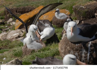 Black-browed Albatross Pair With Chick In Busy Colony